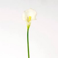 CALLA REAL TOUCH CL002
