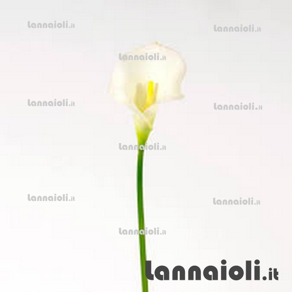 CALLA REAL TOUCH CL002