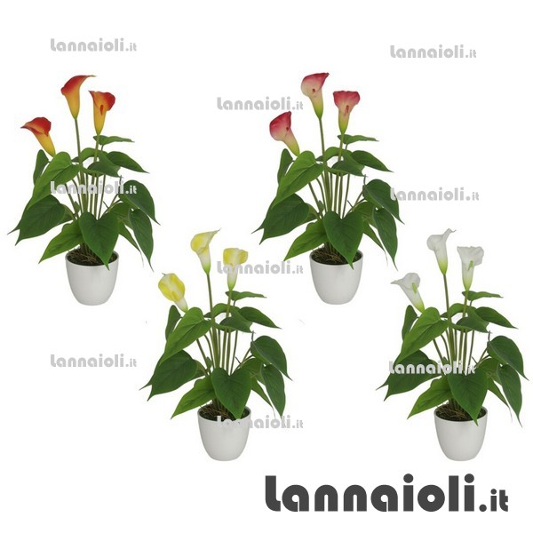 CALLA CON VASO H.40 D.11