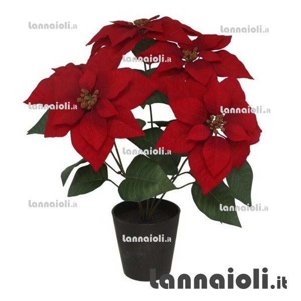 STELLA DI NATALE PIANTA cm.54 