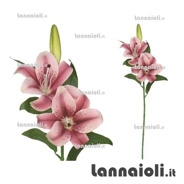 LILIUM RAMO 